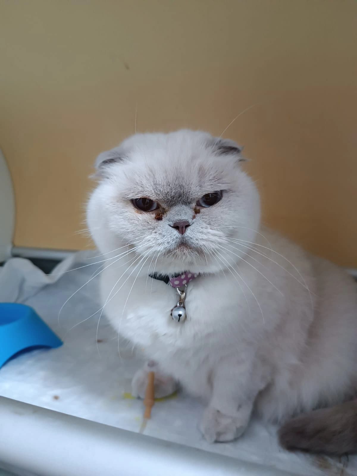 Lili, Kedi