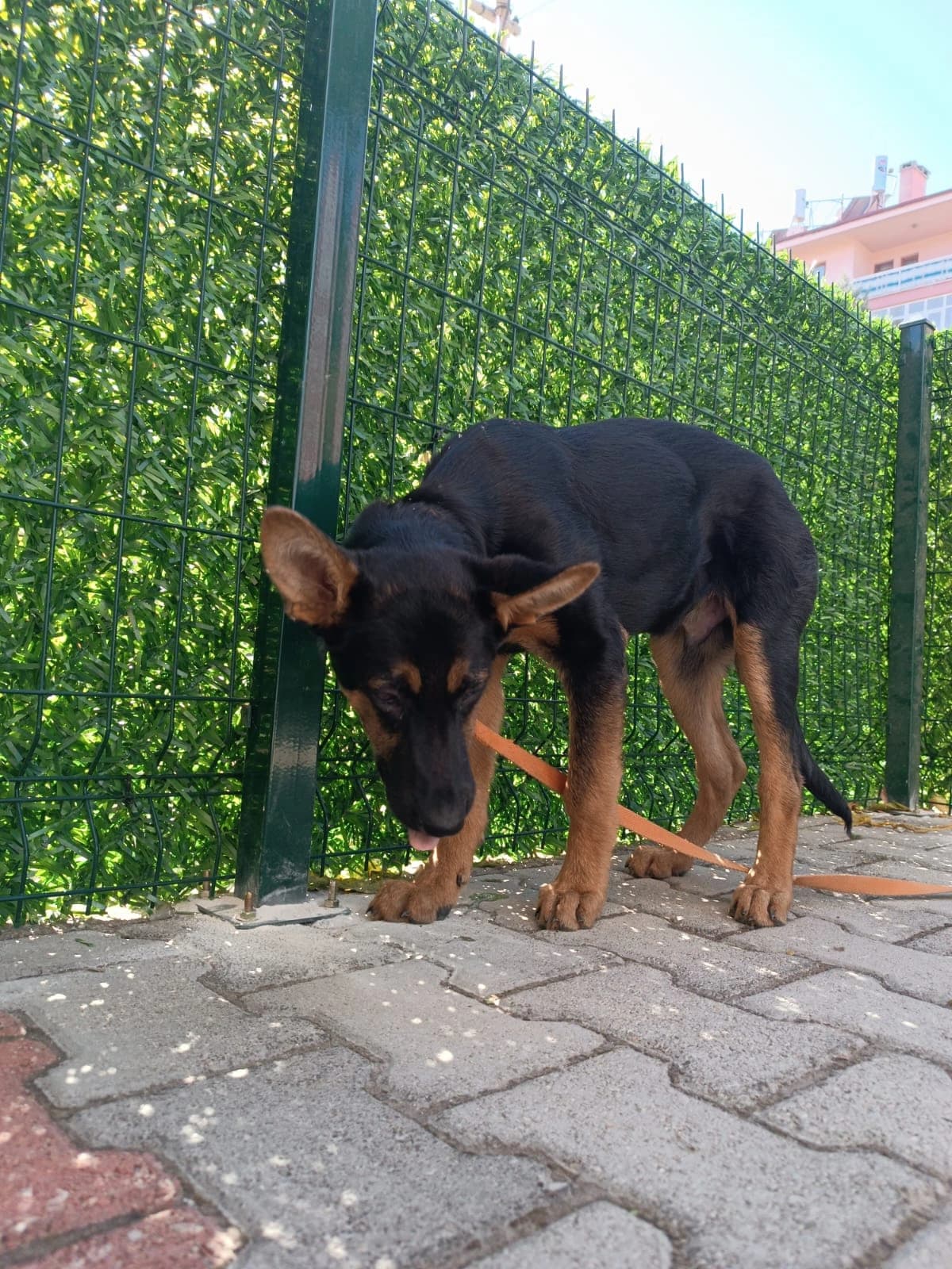 Max, Köpek