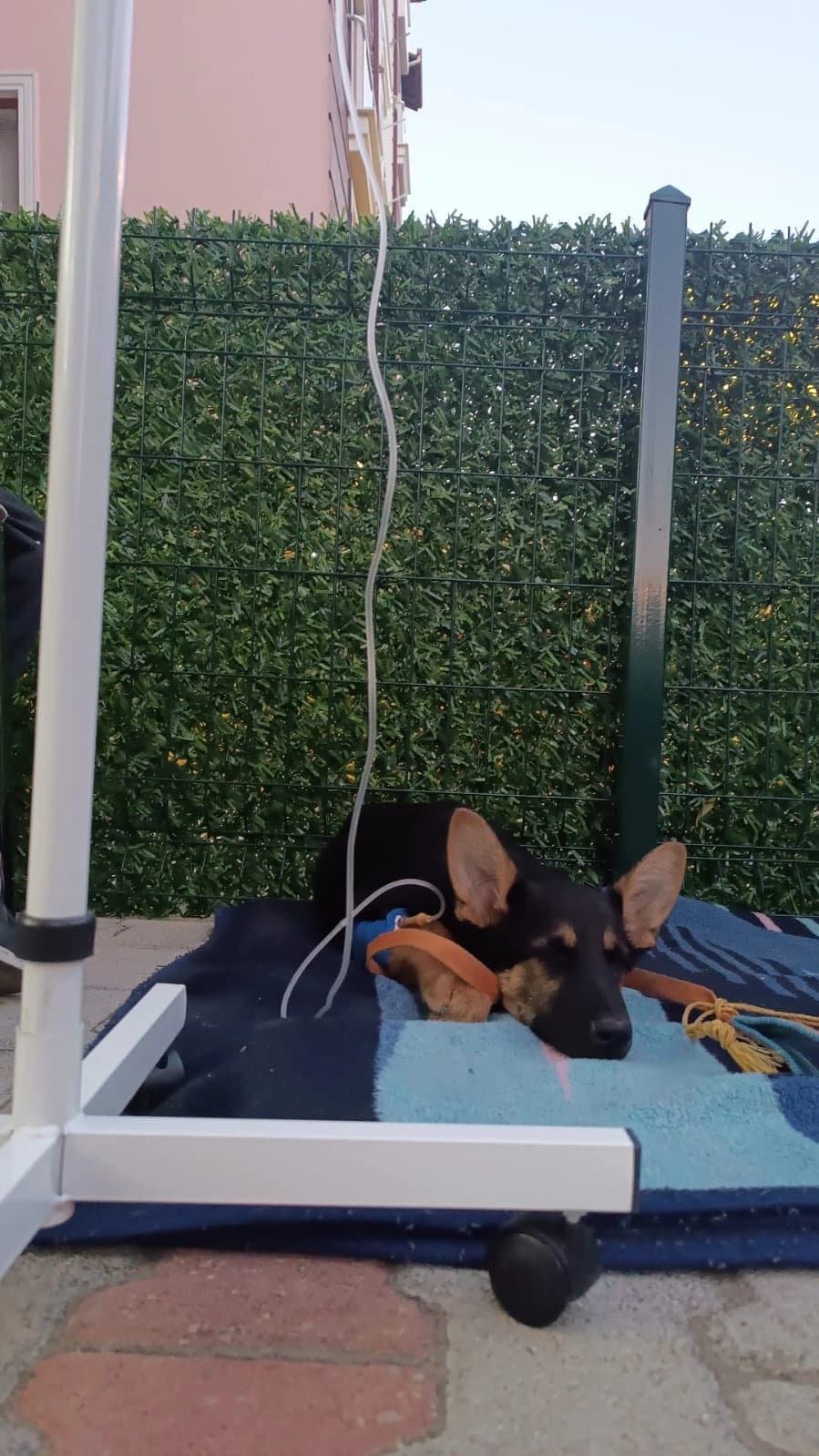 Max, Köpek