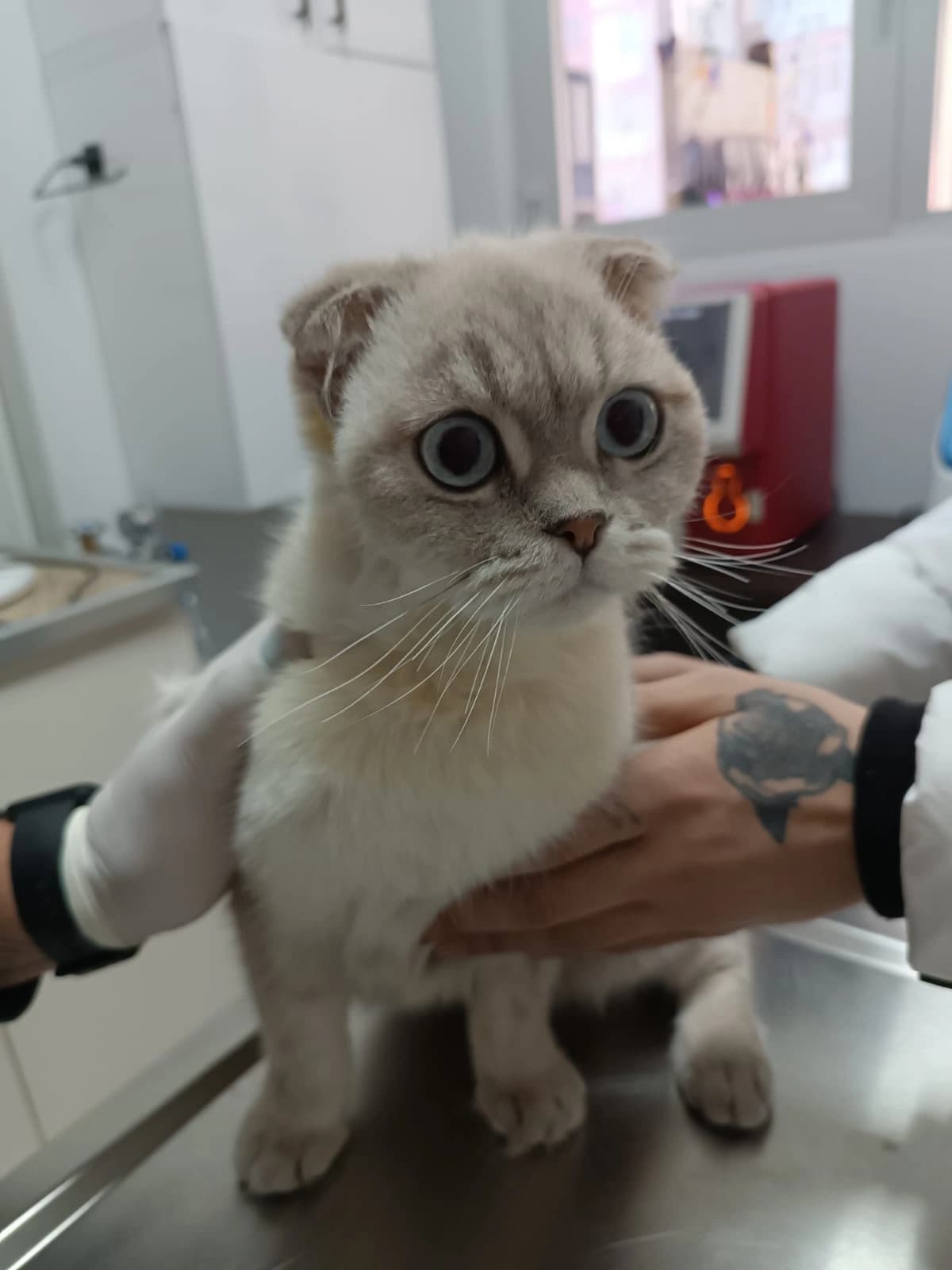 Paşa, Kedi