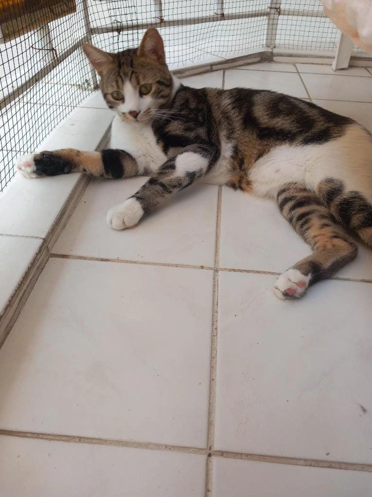 Şans, Kedi