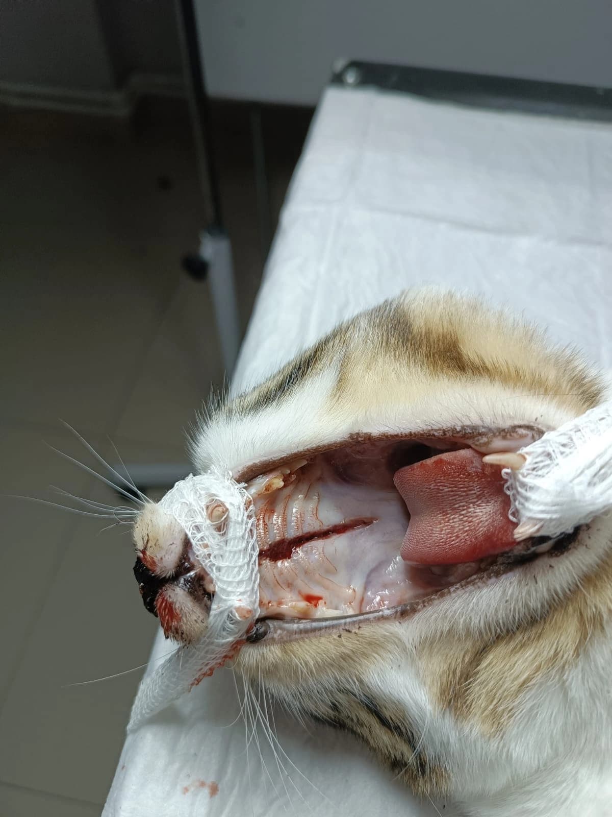 Şans, Kedi