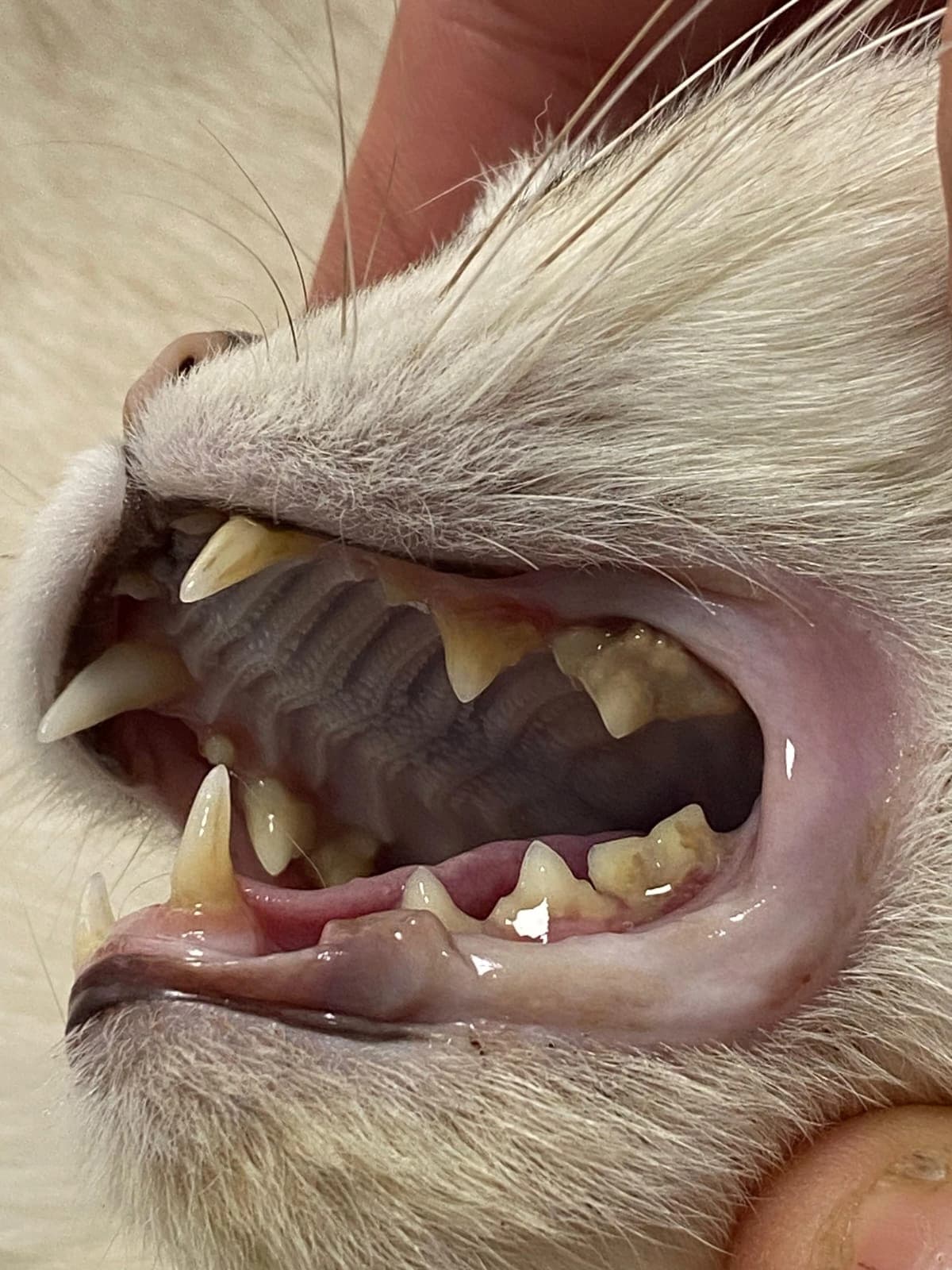 Şans, Kedi