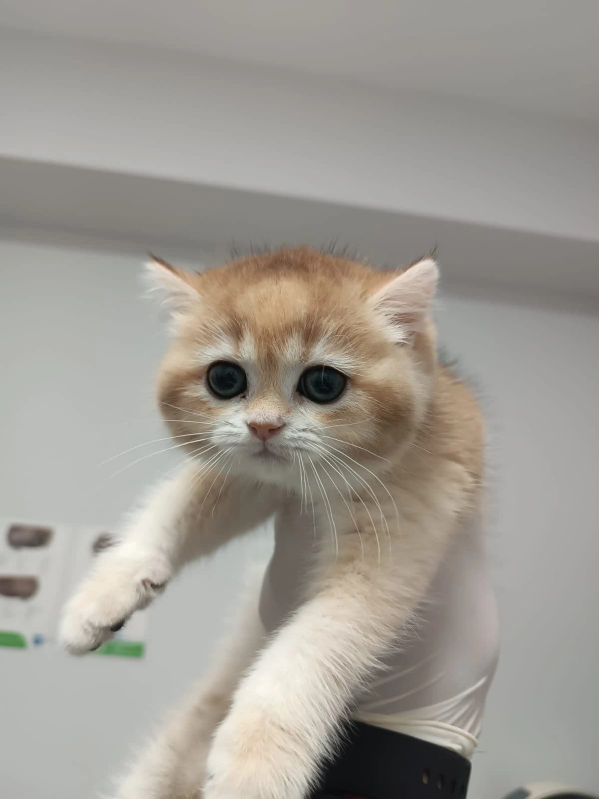 Sevimli ve sağlıklı kedi